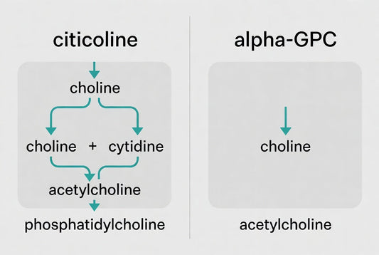Citicoline vs. Alpha-GPC: Which Choline Source Actually Works Better for Memory After 50?