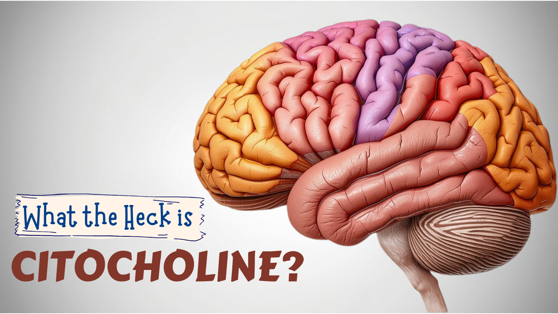 How Does Citicoline Work in the Brain? The Neurotransmitter Connection