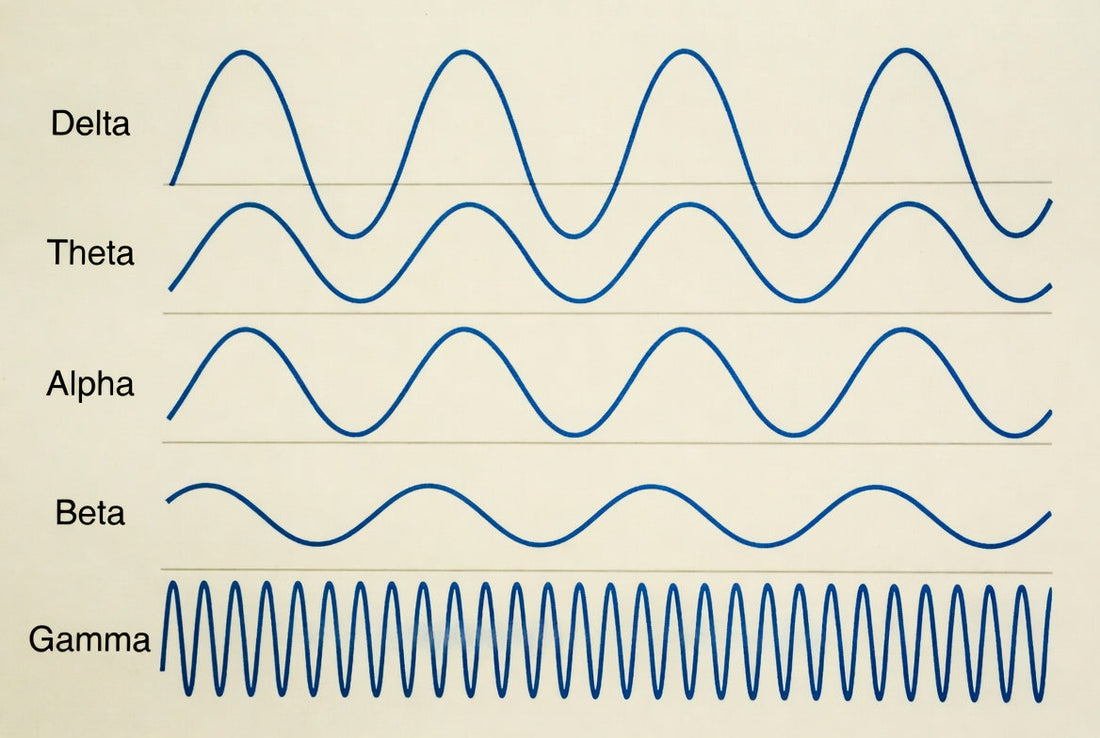 What Are Gamma Brain Waves and What Role Do They Play in Cognition?