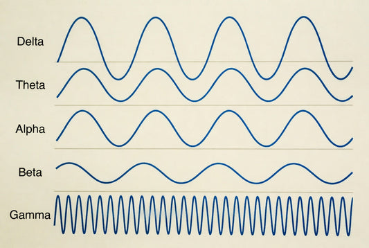 What Are Gamma Brain Waves and What Role Do They Play in Cognition?