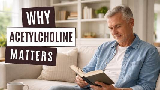 What is acetylcholine and why does it matter for memory?