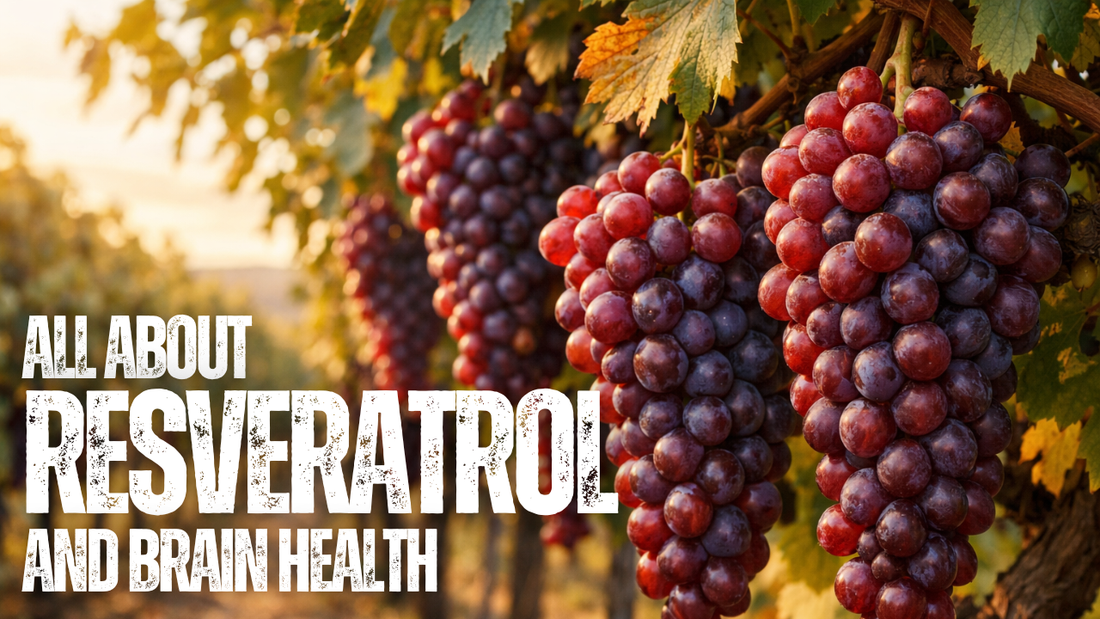Red grapes on the vine representing resveratrol's natural plant source