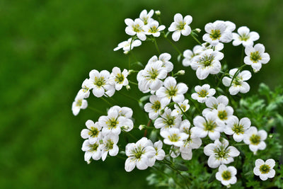 Bacopa monnieri Extract (Liposomal)
