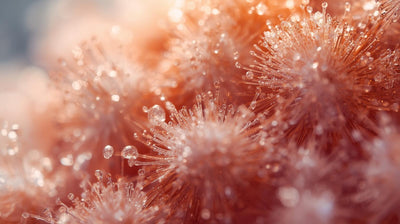 PQQ (Pyrroloquinoline Quinone)